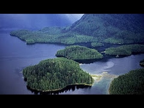 Nat Geo Wild The Great Bear Rainforest Nature Documentary
