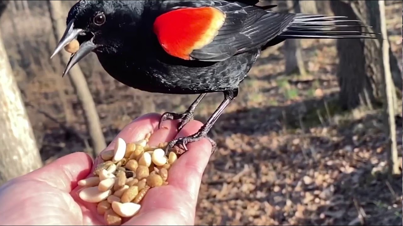 Hand-feeding Birds in Slow Mo - Red-winged Blackbird