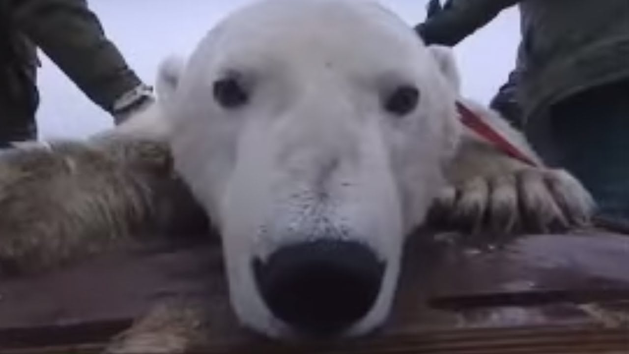 Welcome to Bear Jail | Vets in the Polar Bear Wild | BBC Studios