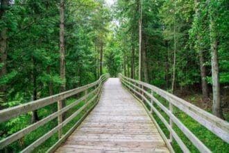Serene boardwalk trail surrounded by lush greenery at Island Lake Conservation Area.