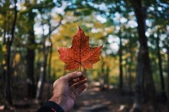 Hand holding a red maple leaf in Canadian forest