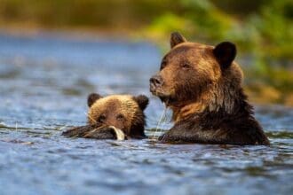 Mother grizzly and cub fishing in Great Bear Rainforest.