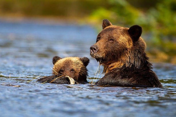 Mother grizzly and cub fishing in Great Bear Rainforest.