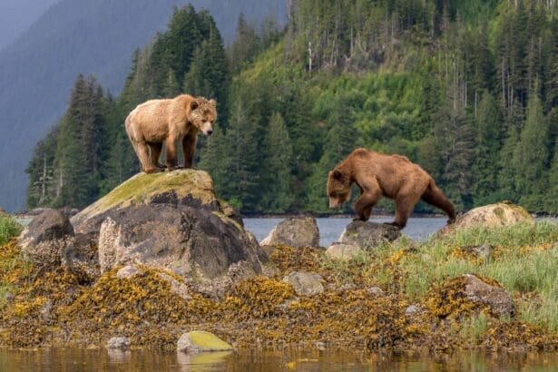 Grizzly bears confrontation in coastal rainforest habitat