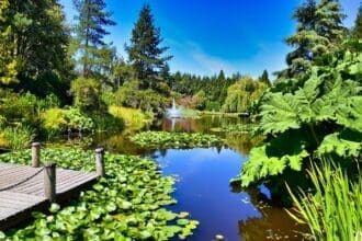 Serene pond with water lilies at VanDusen Botanical Garden.