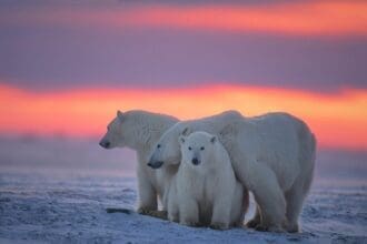 Polar bear family with cubs during Arctic sunset.