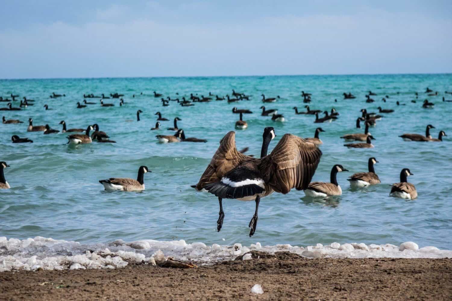 Are Canada Geese Protected? 5 Facts To Know