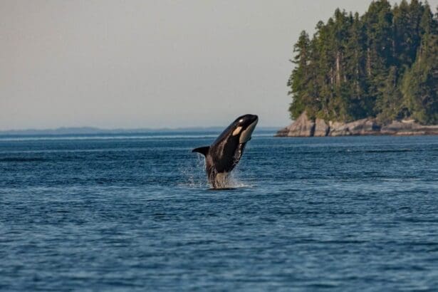 Orca breaching near forested coastline in Vancouver.