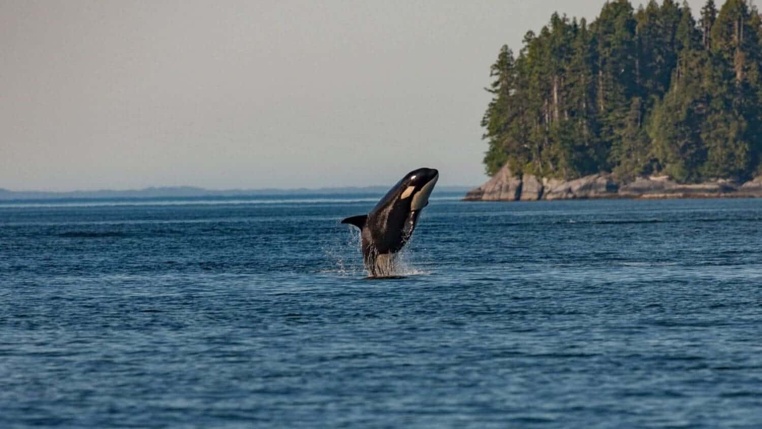 A Guide To Whale Watching In Vancouver: 5 Tips