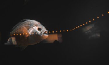 Vancouver Aquarium