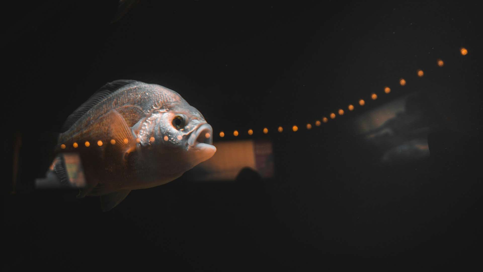Vancouver Aquarium