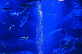 vancouver aquarium