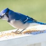 ontario songbirds