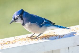 ontario songbirds