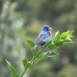 birds of canada