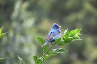 birds of canada